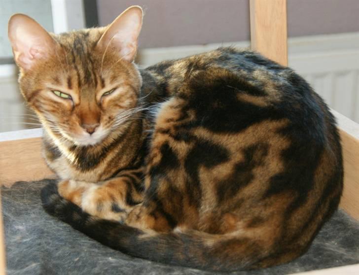 Bengal Rashmi billede 3
