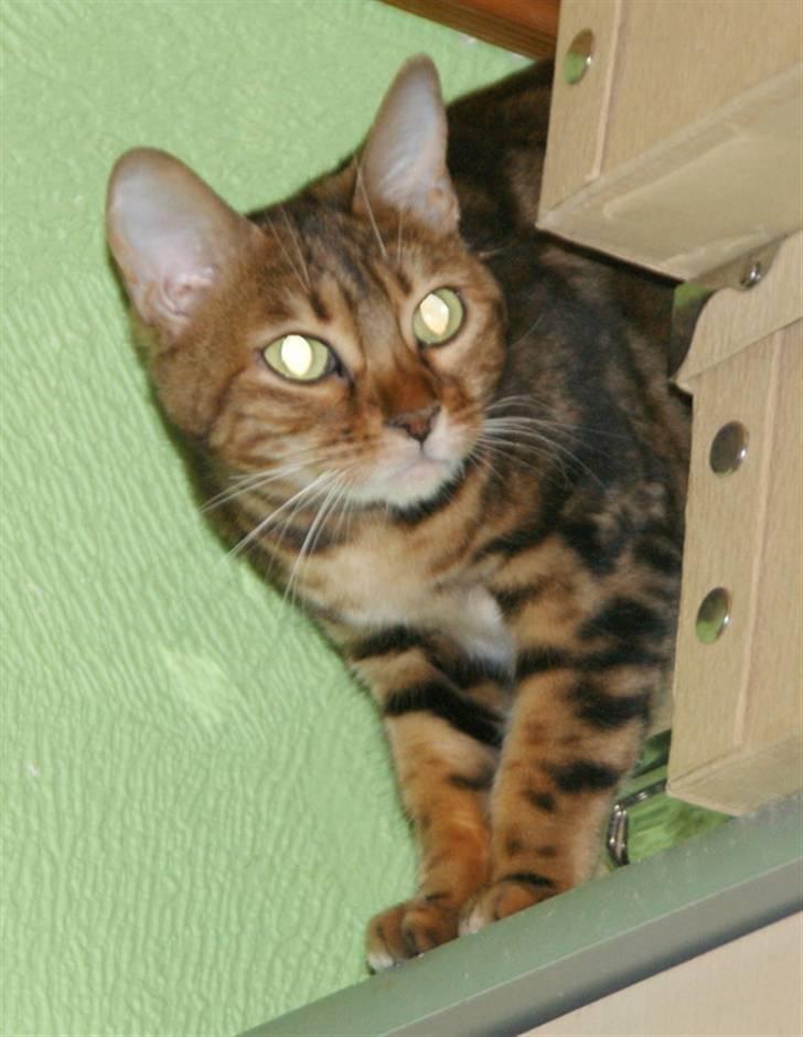 Bengal Rashmi billede 5