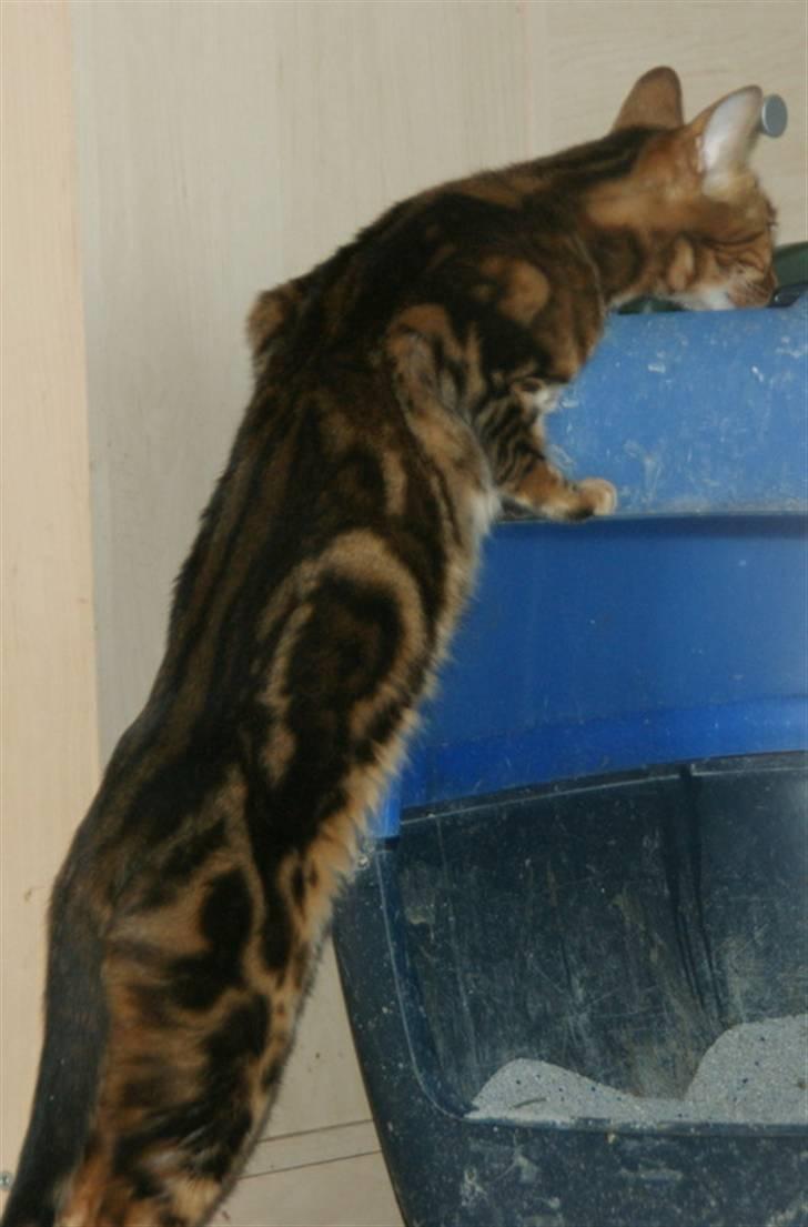 Bengal Rashmi billede 11