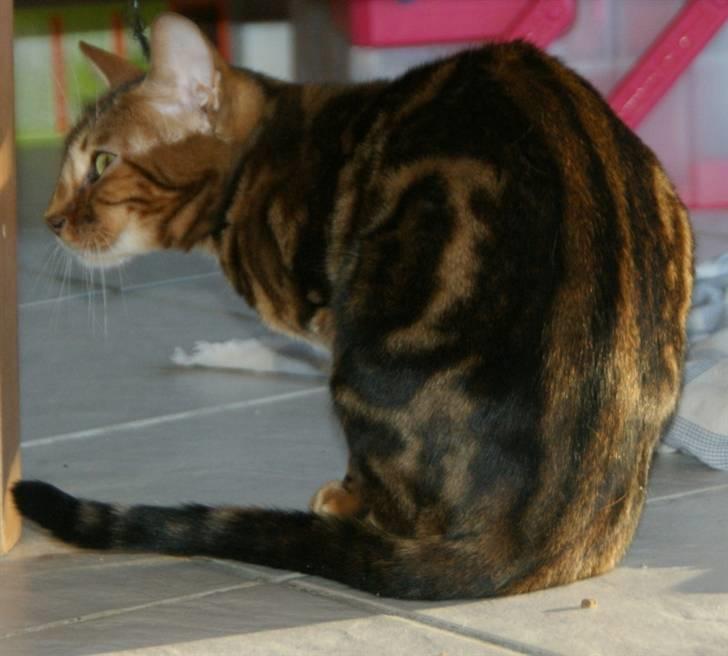 Bengal Rashmi billede 12