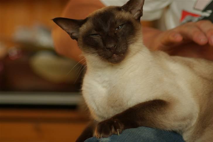 Siameser Felix billede 16