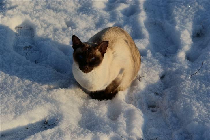 Siameser Felix billede 17