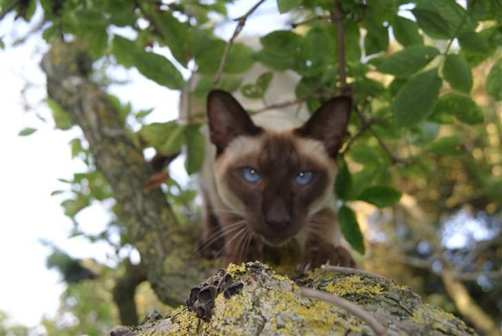 Siameser Felix billede 18