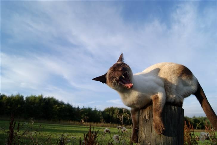 Siameser Felix billede 19