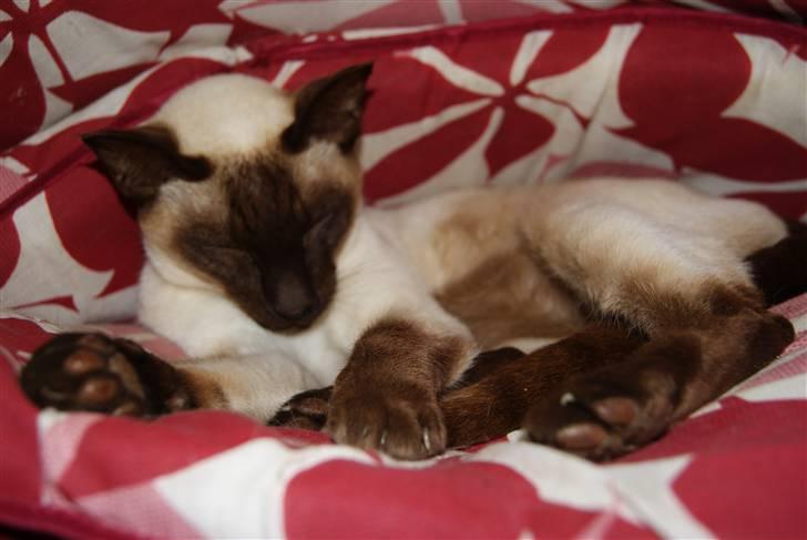 Siameser Felix billede 20