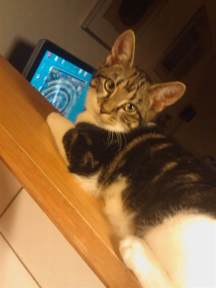 Blanding af racer Futte. <3 R.I.P billede 1