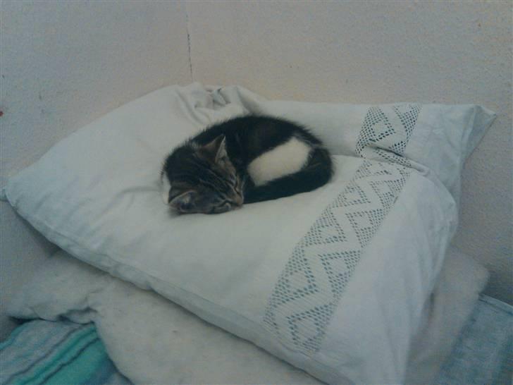 Blanding af racer Futte. <3 R.I.P billede 2