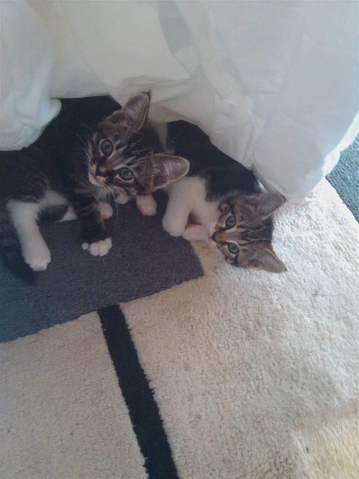 Blanding af racer Futte. <3 R.I.P billede 3