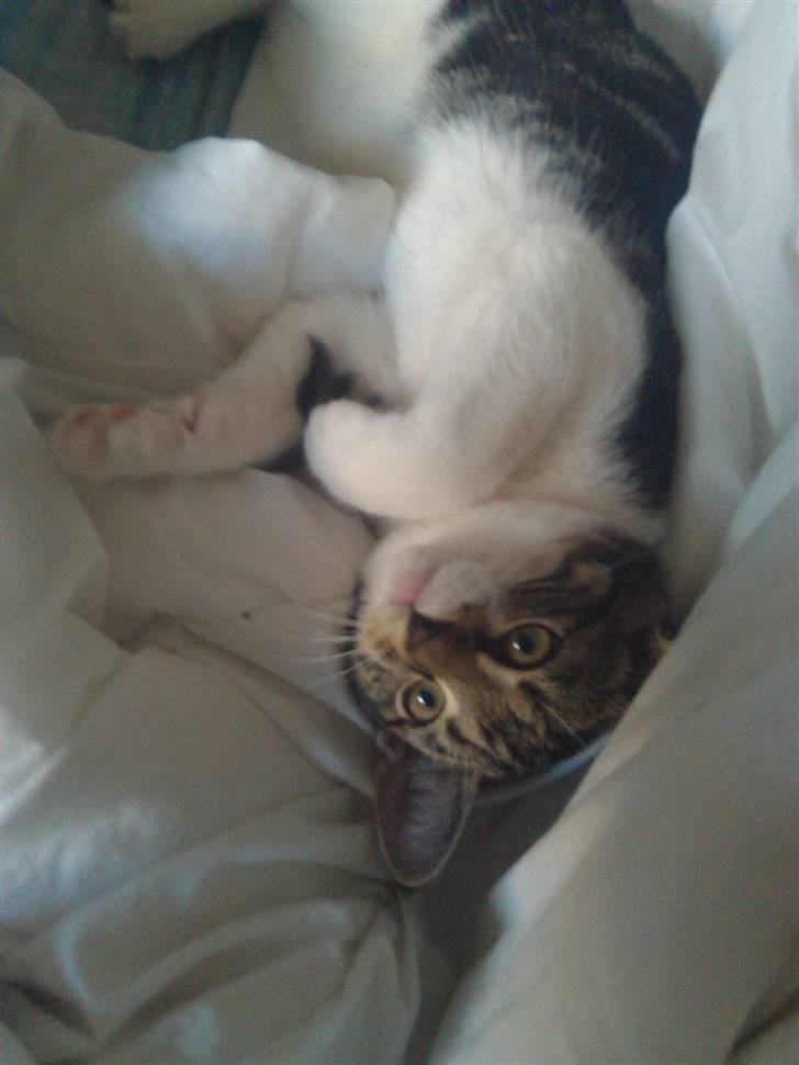 Blanding af racer Futte. <3 R.I.P billede 4