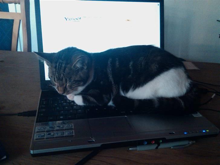 Blanding af racer Futte. <3 R.I.P billede 5