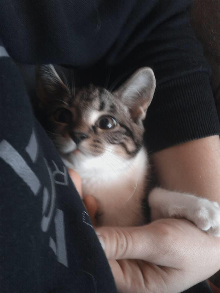 Blanding af racer Futte. <3 R.I.P billede 6