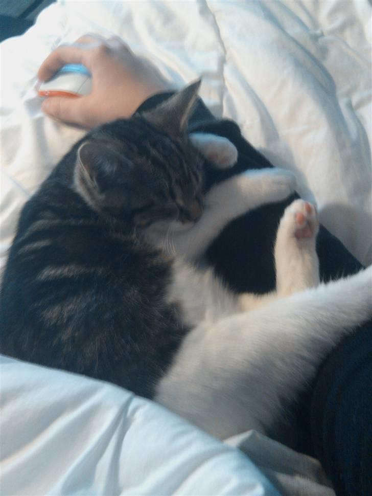 Blanding af racer Futte. <3 R.I.P billede 7