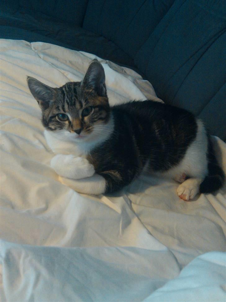 Blanding af racer Futte. <3 R.I.P billede 8