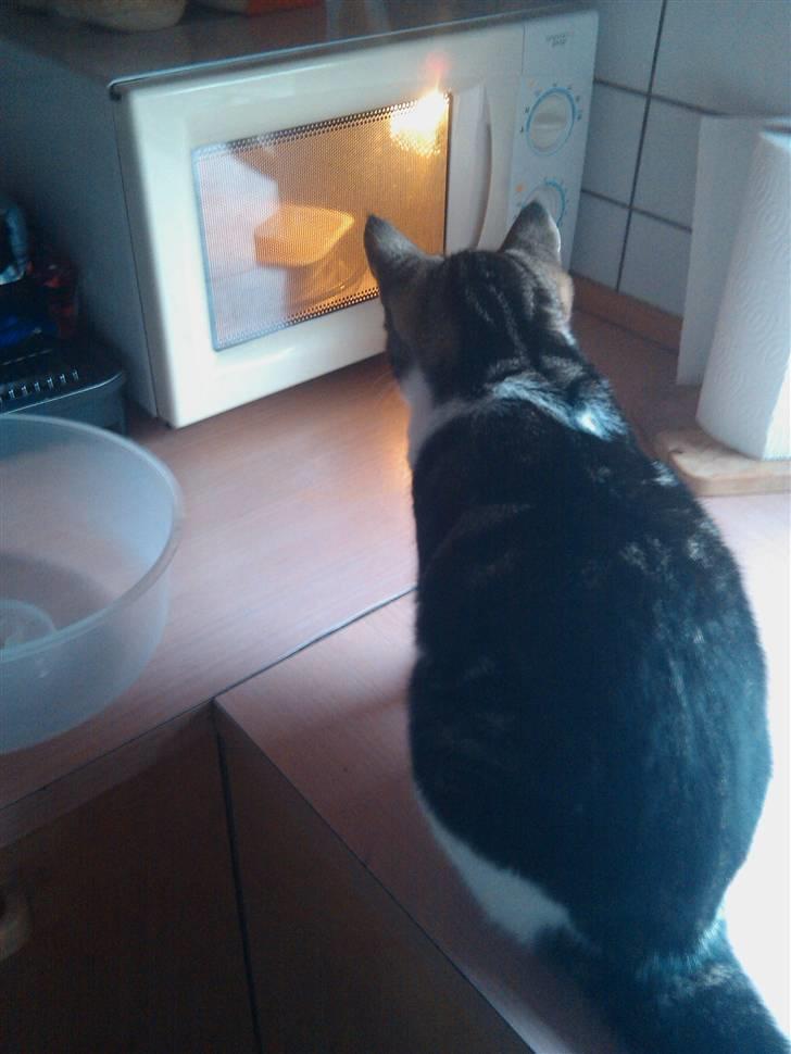 Blanding af racer Futte. <3 R.I.P billede 9