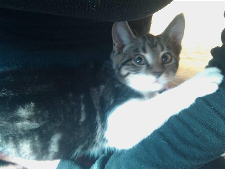 Blanding af racer Futte. <3 R.I.P billede 10