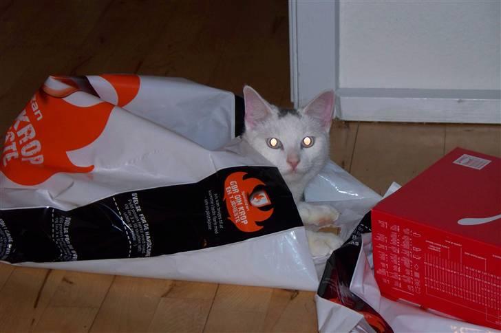 Huskat Noob - Poser er bare SÅ sjove ;) billede 15