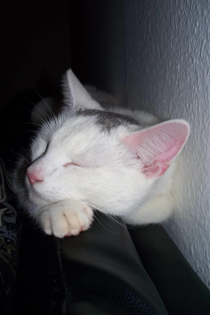 Huskat Noob - Så skal der dovnes ;) billede 16