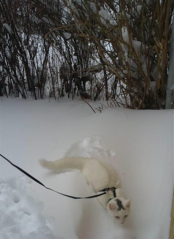Huskat Noob - Ude i sneen og lege :) billede 17