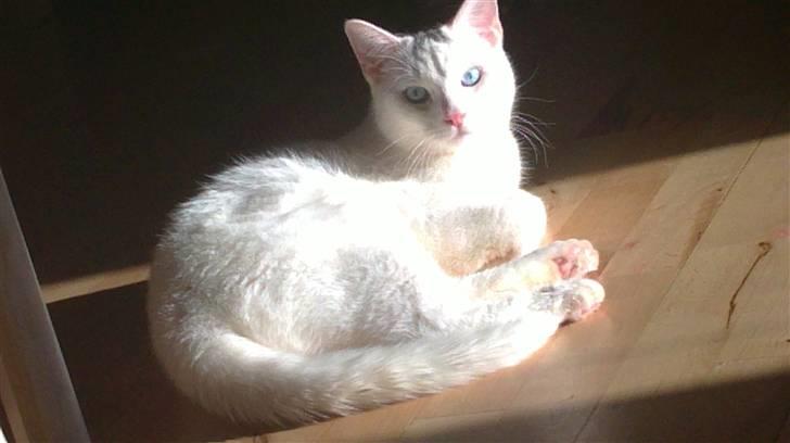 Huskat Noob - Nyder solen billede 18