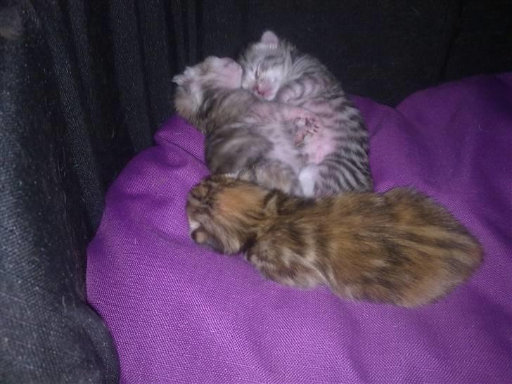 Bengal Kira - så dejlig er de små nu de 2 putter bare så sødt sammen billede 11