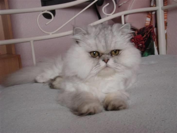 Perser silas  R.I.P billede 1