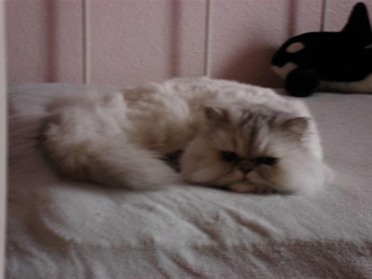 Perser silas  R.I.P billede 2