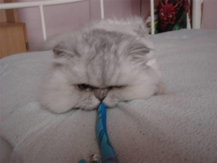 Perser silas  R.I.P billede 4