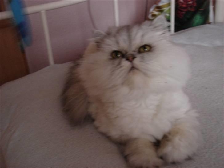 Perser silas  R.I.P billede 5