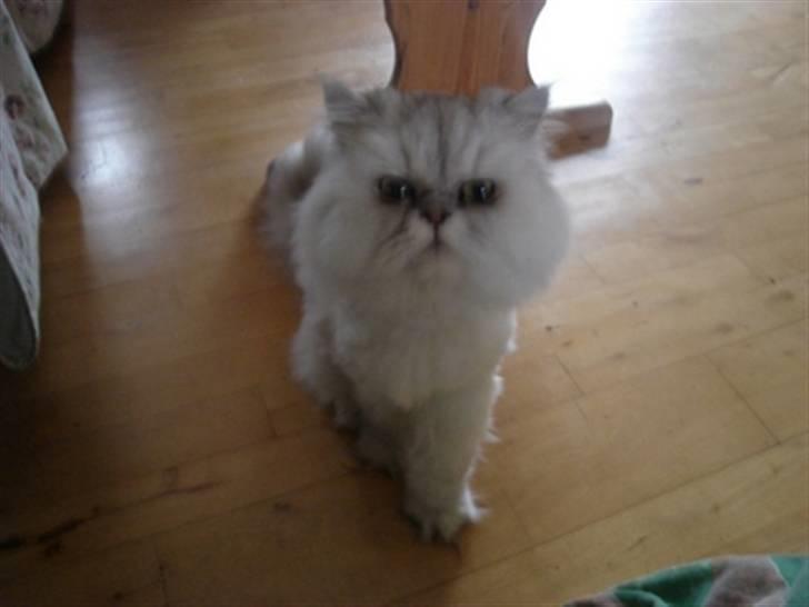 Perser silas  R.I.P billede 6