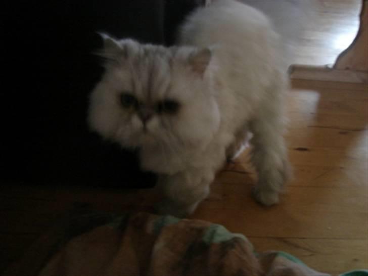 Perser silas  R.I.P billede 7