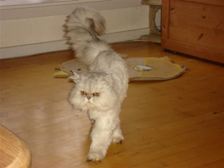 Perser silas  R.I.P billede 8