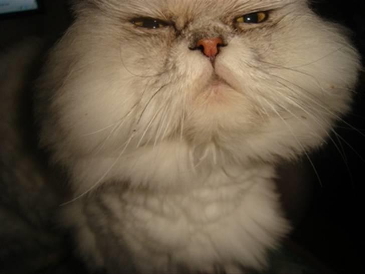 Perser silas  R.I.P billede 9