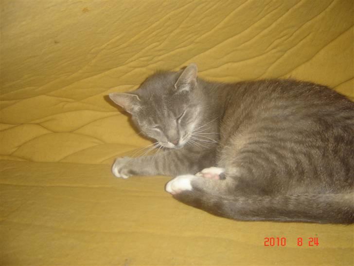 Huskat Lizzi billede 7