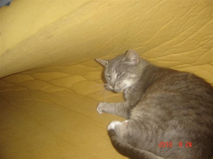 Huskat Lizzi billede 8