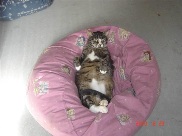 Huskat Larsmikkel billede 14