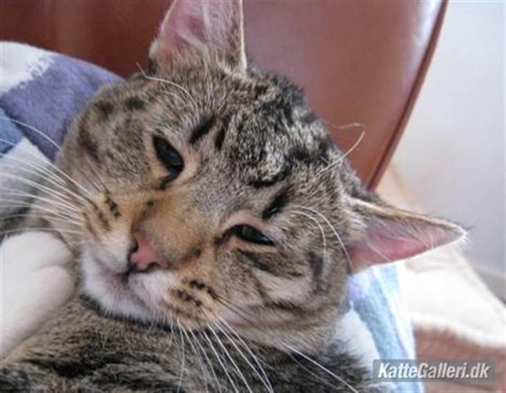 Huskat Arthur.  †rest in peace† billede 6