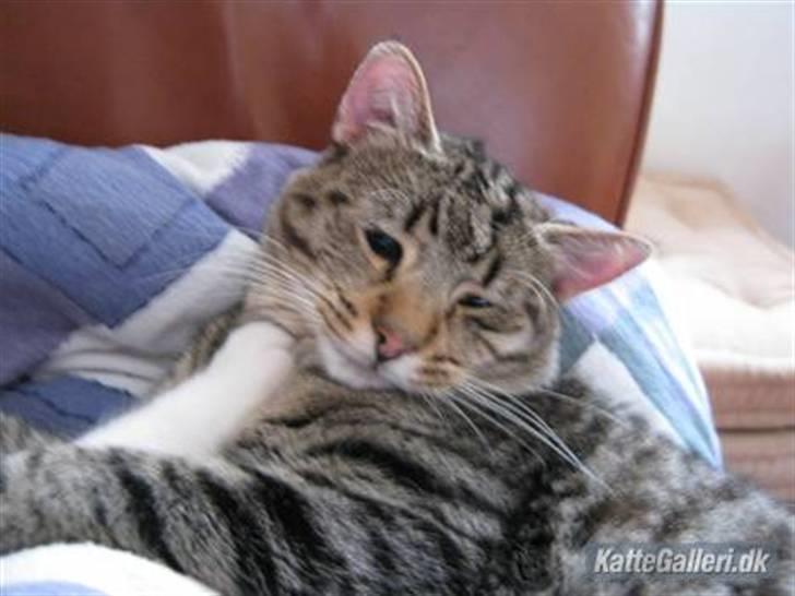 Huskat Arthur.  †rest in peace† billede 7