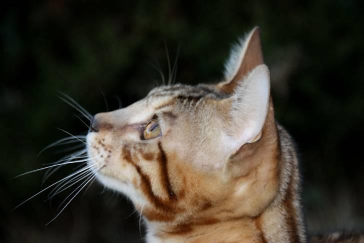 Bengal Fashion Victim billede 7