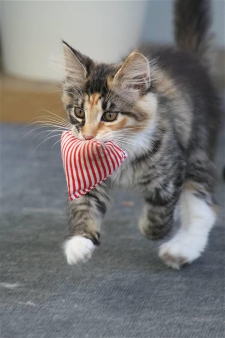 Blanding af racer Lisa billede 12