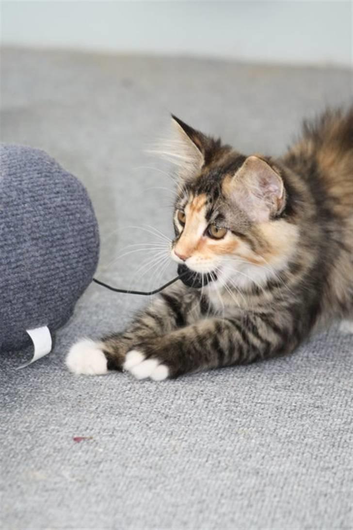 Blanding af racer Lisa billede 13