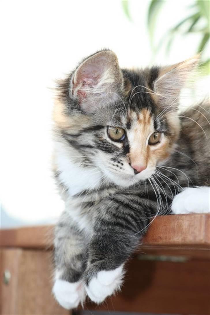 Blanding af racer Lisa billede 14