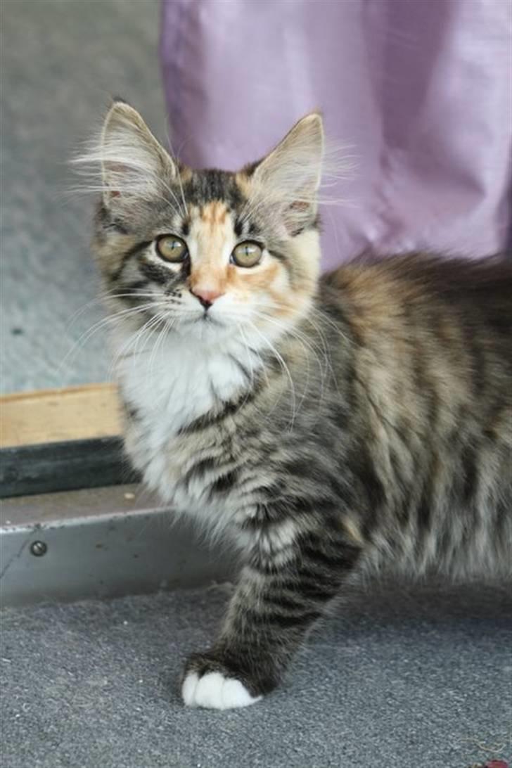 Blanding af racer Lisa billede 15