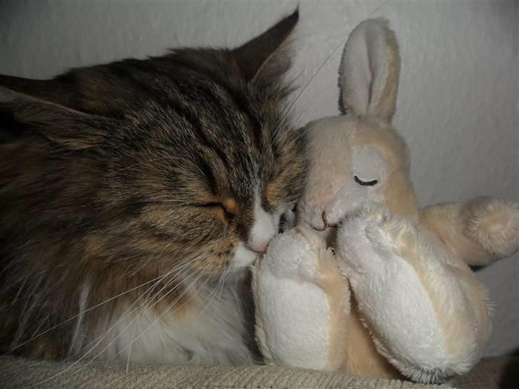 Blanding af racer Missi EFTERLYST billede 19