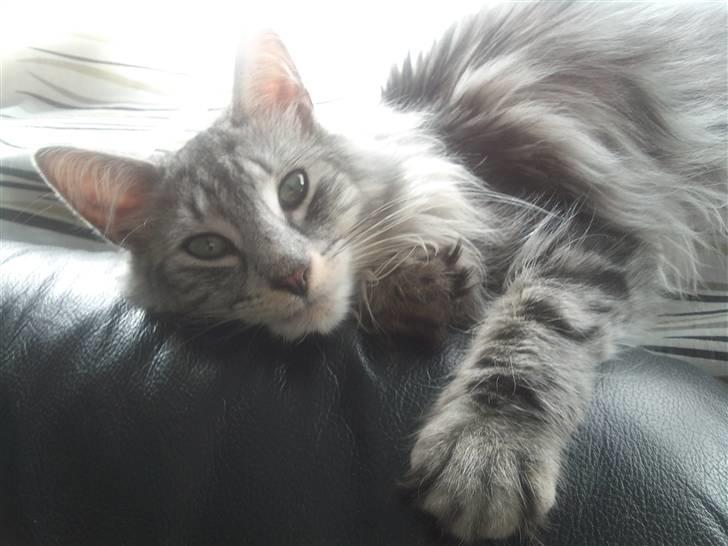 Norsk Skovkat 'Saya billede 1