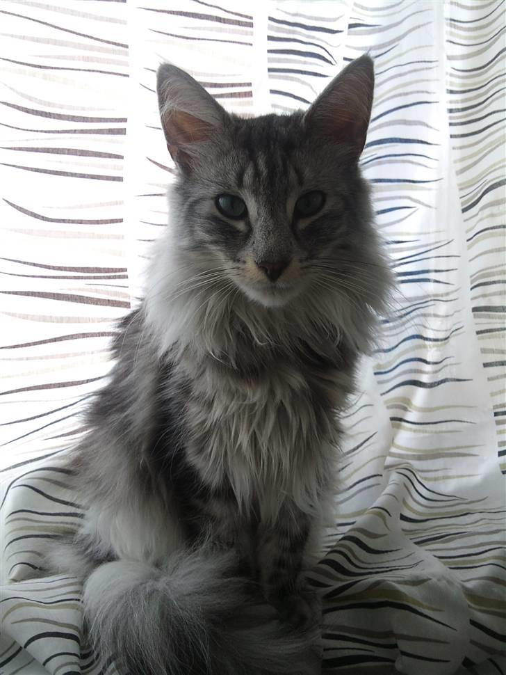 Norsk Skovkat 'Saya billede 2