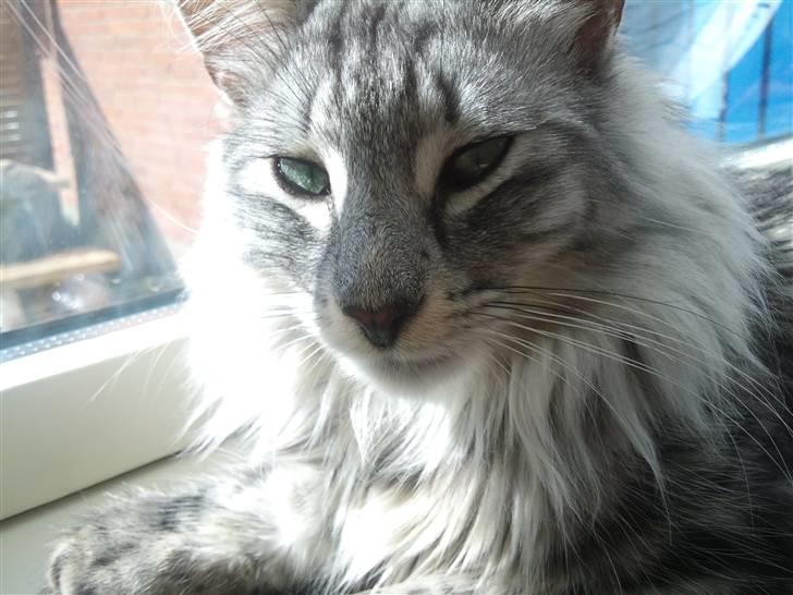 Norsk Skovkat 'Saya billede 3