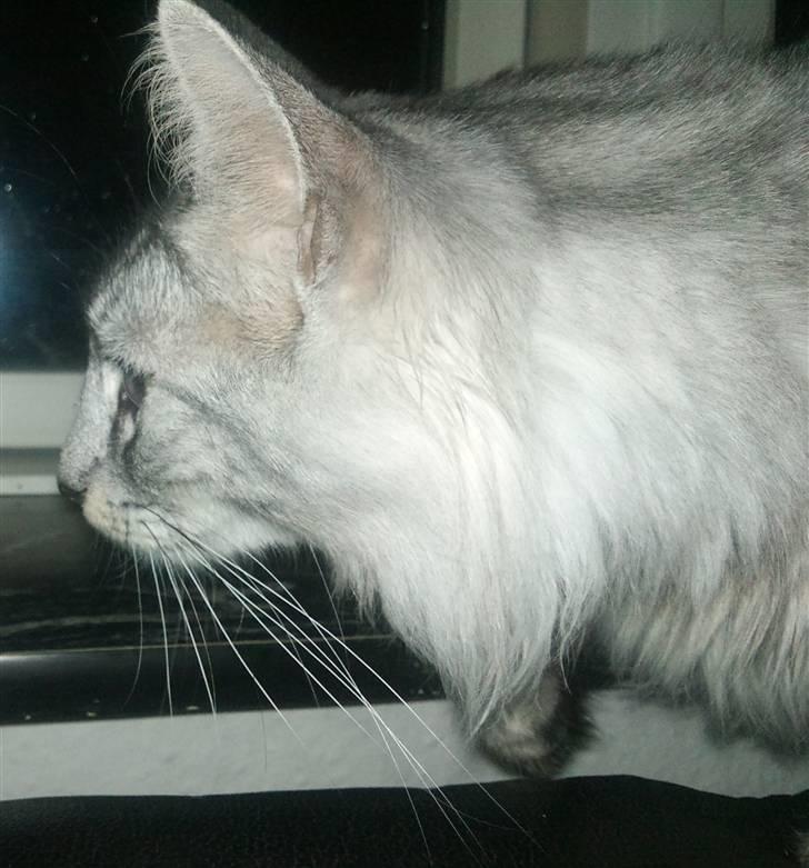 Norsk Skovkat 'Saya billede 4