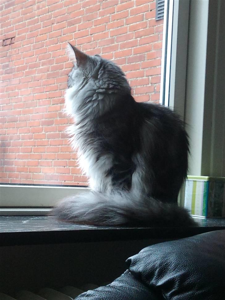 Norsk Skovkat 'Saya billede 5