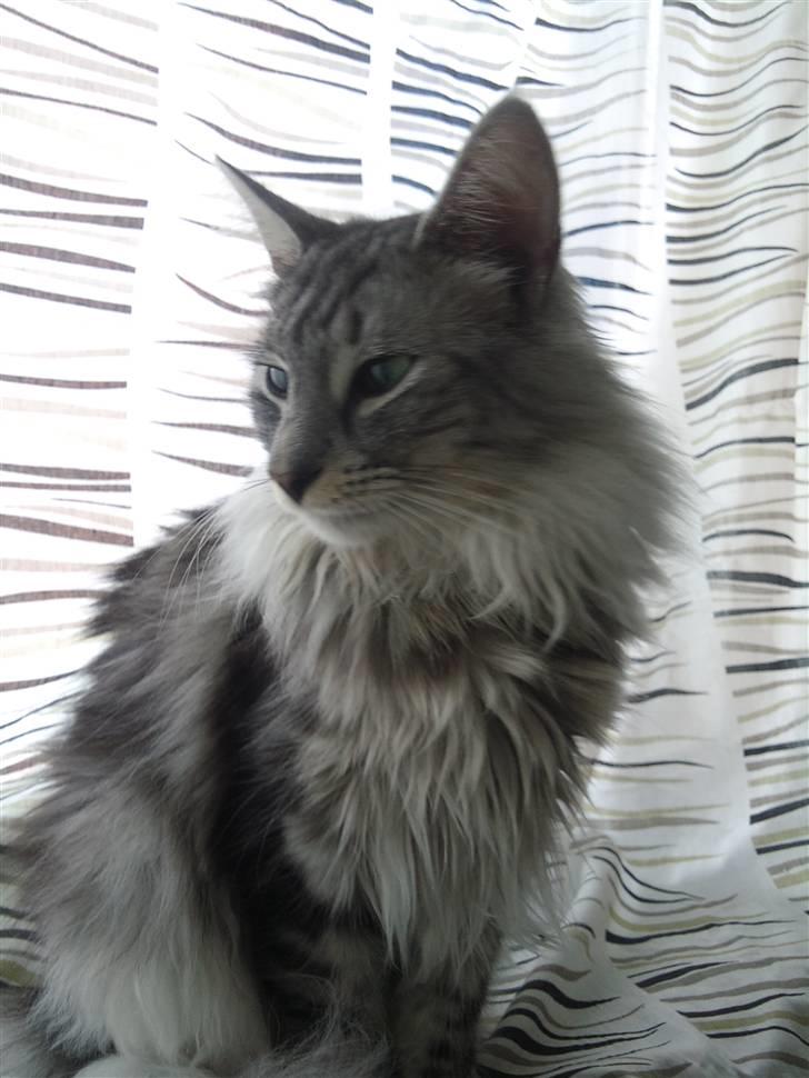 Norsk Skovkat 'Saya billede 6