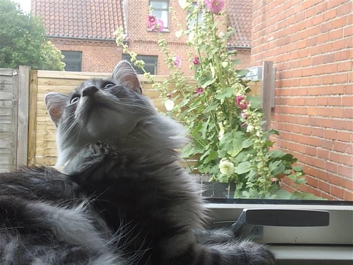 Norsk Skovkat 'Saya billede 7